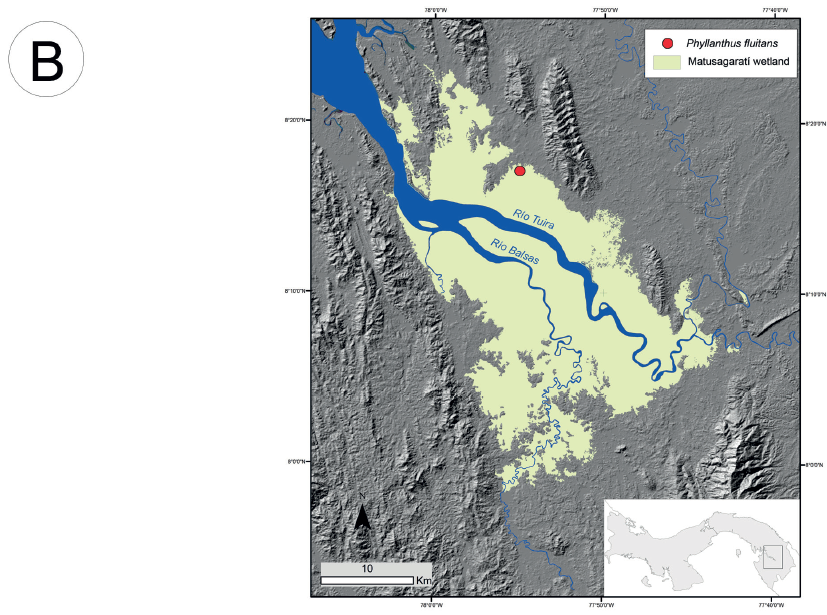A. distribution of Phyllanthus fluitans Benth. ex
							M&uuml;ll. Arg. Occurrence data from GBIF
								(2020); in red native, in blue non-native records; B.
							location in Matusagarat&iacute; complex of wetlands in Dari&eacute;n Province,
							Panama.