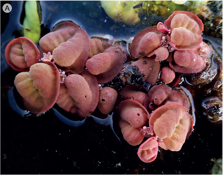 A. flowering Phyllanthus fluitans Benth. ex M&uuml;ll.
							Arg.; B. green and red plants of P. fluitans growing
							with Pistia stratiotes L.; C. seasonal pool with
							wetland vegetation where P. fluitans was found. Photos
							by Alicia Ib&aacute;&ntilde;ez.