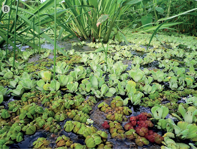 A. flowering Phyllanthus fluitans Benth. ex M&uuml;ll.
							Arg.; B. green and red plants of P. fluitans growing
							with Pistia stratiotes L.; C. seasonal pool with
							wetland vegetation where P. fluitans was found. Photos
							by Alicia Ib&aacute;&ntilde;ez.