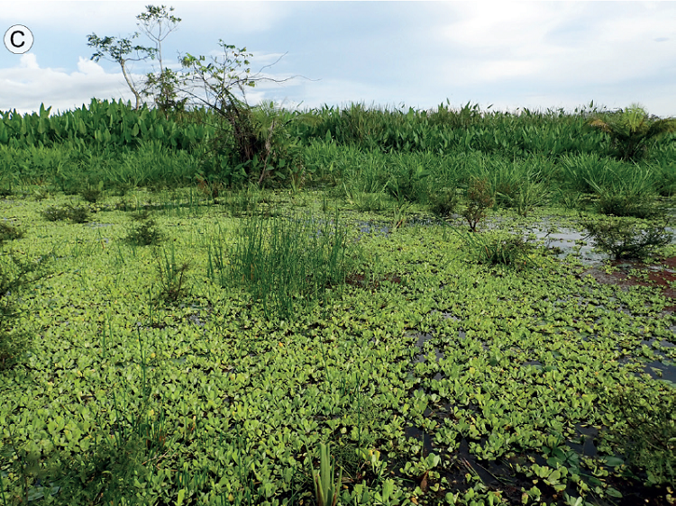 A. flowering Phyllanthus fluitans Benth. ex M&uuml;ll.
							Arg.; B. green and red plants of P. fluitans growing
							with Pistia stratiotes L.; C. seasonal pool with
							wetland vegetation where P. fluitans was found. Photos
							by Alicia Ib&aacute;&ntilde;ez.
