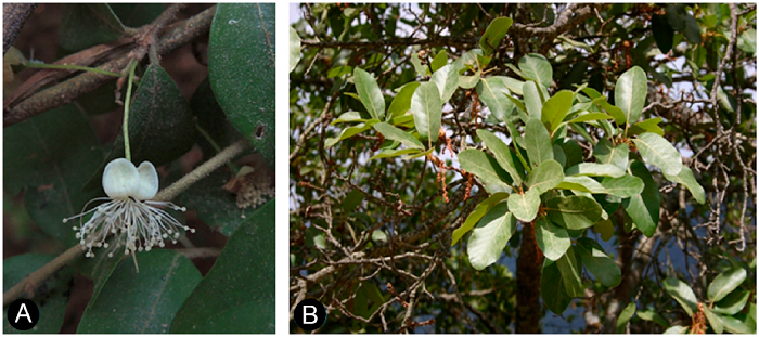 Muestra de plantas vasculares en riesgo y end&eacute;micas de San
								Sebasti&aacute;n del Oeste, Jalisco, M&eacute;xico. A. Eugenia
									harkerae E. S&aacute;nchez-Ch&aacute;vez & Zamudio; B.
									Quercus mexiae L.M. Gonz&aacute;lez; C.
									Quercus centenaria L.M. Gonz&aacute;lez; D.
									Salvia ibugana J.G. Gonz&aacute;lez; E.
									Clethra fragrans L.M. Gonz&aacute;lez & R.
								Delgad.; F. Salvia ramirezii J.G. Gonz&aacute;lez.
								Fotograf&iacute;as de E. S&aacute;nchez Ch&aacute;vez (A), L. M. Gonz&aacute;lez Villarreal (B,
								C y E), J. G. Gonz&aacute;lez Gallegos (D y F).