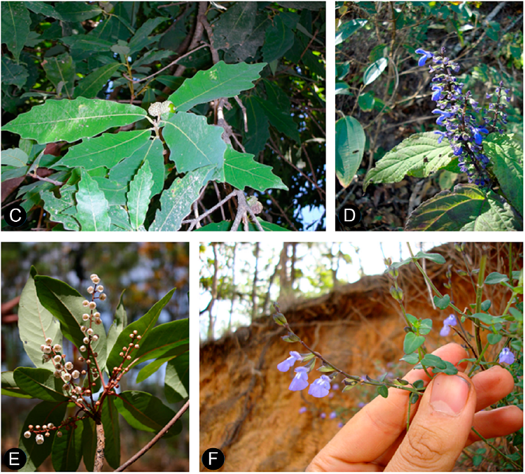 Muestra de plantas vasculares en riesgo y end&eacute;micas de San
								Sebasti&aacute;n del Oeste, Jalisco, M&eacute;xico. A. Eugenia
									harkerae E. S&aacute;nchez-Ch&aacute;vez & Zamudio; B.
									Quercus mexiae L.M. Gonz&aacute;lez; C.
									Quercus centenaria L.M. Gonz&aacute;lez; D.
									Salvia ibugana J.G. Gonz&aacute;lez; E.
									Clethra fragrans L.M. Gonz&aacute;lez & R.
								Delgad.; F. Salvia ramirezii J.G. Gonz&aacute;lez.
								Fotograf&iacute;as de E. S&aacute;nchez Ch&aacute;vez (A), L. M. Gonz&aacute;lez Villarreal (B,
								C y E), J. G. Gonz&aacute;lez Gallegos (D y F).