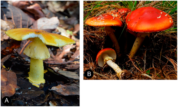 Esporomas de algunas especies en cierta categor&iacute;a de riesgo. A.
								Amanita complejo caesarea (Scop.)
							Pers.; B. Amanita muscaria (L.) Lam.; C.
								Cantharellus cibarius Fr.; D. Pluteus
								horakianus Rodr.-Alc&aacute;nt.; E. Suillus
								granulatus (L.) Roussel; F. Veloporphyrellus
								pantoleucus L.D. G&oacute;mez & Singer. Fotograf&iacute;as de D.
							Figueroa-Garc&iacute;a (A, E) y O. Rodr&iacute;guez Alc&aacute;ntar (B, C, D y F).