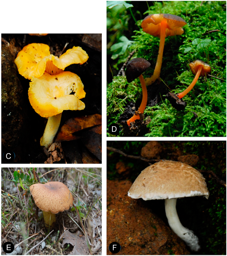 Esporomas de algunas especies en cierta categor&iacute;a de riesgo. A.
								Amanita complejo caesarea (Scop.)
							Pers.; B. Amanita muscaria (L.) Lam.; C.
								Cantharellus cibarius Fr.; D. Pluteus
								horakianus Rodr.-Alc&aacute;nt.; E. Suillus
								granulatus (L.) Roussel; F. Veloporphyrellus
								pantoleucus L.D. G&oacute;mez & Singer. Fotograf&iacute;as de D.
							Figueroa-Garc&iacute;a (A, E) y O. Rodr&iacute;guez Alc&aacute;ntar (B, C, D y F).