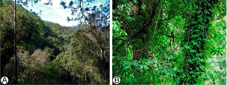 A. bosque de pino-encino; B. bosque mes&oacute;filo de monta&ntilde;a, tipos de
							vegetaci&oacute;n que albergan el mayor n&uacute;mero de especies en riesgo y
							end&eacute;micas de plantas y hongos en San Sebasti&aacute;n del Oeste, Jalisco,
							M&eacute;xico. Fotograf&iacute;as de L. Hern&aacute;ndez L&oacute;pez (A) y O. Rodr&iacute;guez Alc&aacute;ntar
							(B).
