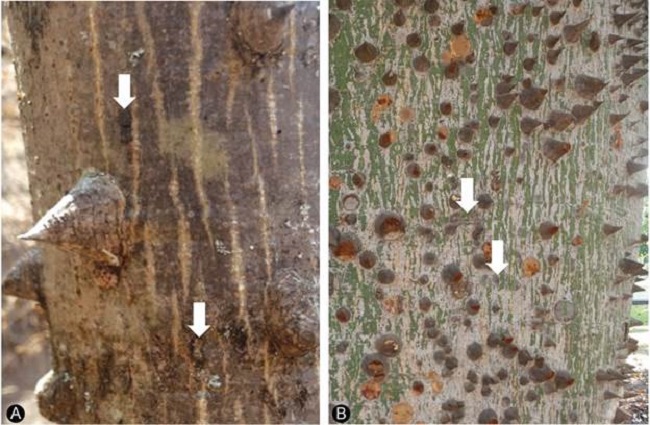 Morfolog&iacute;a de la corteza de Ceiba Mill. en
								individuos de &ge;80 cm di&aacute;metro. A. Ceiba
									aesculifolia (Kunth) Britten & Baker f., aguijones
								de textura rugosa (fechas=ritidoma); B. Ceiba
									pentandra (L.) Gaertn., aguijones de textura lisa
								(flechas=peridermis).