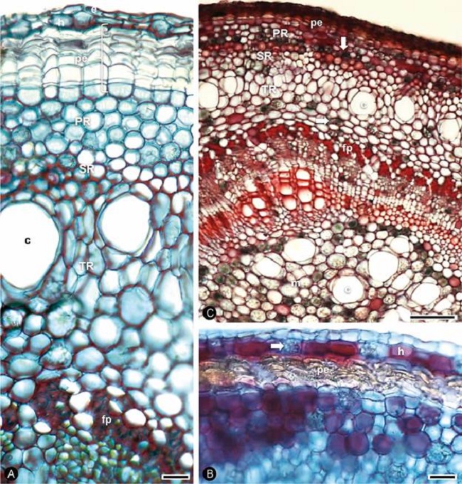 Ramas de 5 mm de di&aacute;metro de Ceiba
										aesculifolia (Kunth) Britten & Baker f., CTR.
									A. epidermis simple y las tres zonas del c&oacute;rtex, c&eacute;lulas de
									col&eacute;nquima en la SR (corte aclarado); B. tres regiones del
									c&oacute;rtex (corte sin aclarar); C. detalle de hipodermis con c&eacute;lulas
									con contenidos o drusas. Escala=25 &micro;m en A y C; 100 &micro;m en B.
									CTR=corte transversal, c=canal, e=epidermis, fp=fibras
									peric&iacute;clicas, h=hipodermis, m=m&eacute;dula, pe=peridermis, PR=primera
									regi&oacute;n, SR=segunda regi&oacute;n, TR=tercera regi&oacute;n,
									flechas=drusas.