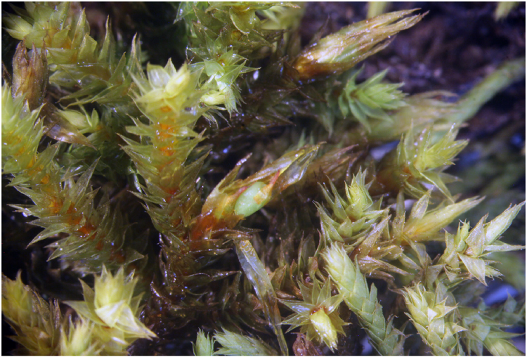 Hedwigidium imberbe (Sm.) Bruch and Schimp. A plant showing several branches with sporophytes covered by long perichaetial leaves. One cluster of perichaetial leaves has been dissected to show the immersed urn with the operculum covered by the small calyptra still in place (from specimen De Luna 2717 (XAL), growing on rock; near Villareal, Tlaxcala, Mexico).
