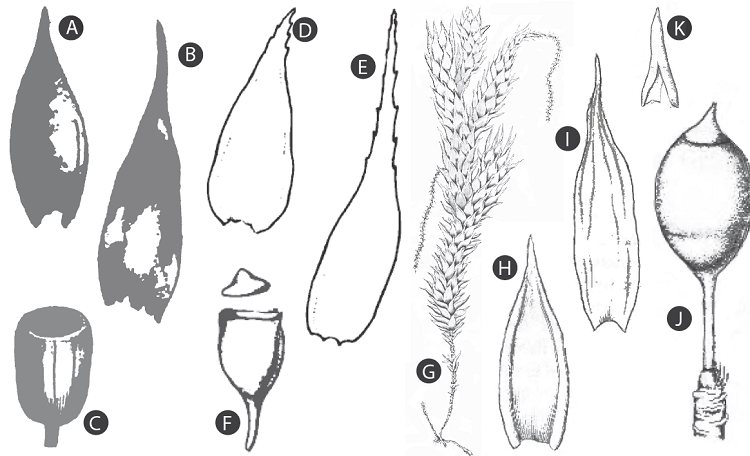 Historical illustrations of the morphological characters in the diagnoses of genus Hedwigidium Bruch & Schimp. A-C. leaf, perichaetial leaf, and capsule (redrawn from Smith (1811), as Gymnostomum imberbe Sm.); D-F. leaf, perichaetial leaf, capsule, and operculum (redrawn from Hooker and Taylor (1827), as Anictangium imberbe (Sm.) Hook. and Taylor); G-K. stem, leaf, perichaetial leaf, capsule, operculum, and calyptra (redrawn from Bruch and Schimper (1846), as Hedwigidium imberbe (Sm.) Bruch and Schimp.).