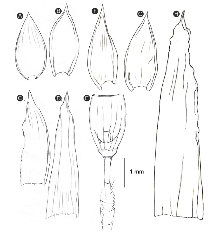 Morphological features of Hedwigidium Bruch & Schimp. A-B. leaves; C-D. perichaetial leaves; E. sporophyte (A-E, from Sharp 5449 (DUKE), Guatemala); F-G. leaves; H. perichaetial leaf (F-H, from Adams s.n. (BM), Cameroon).