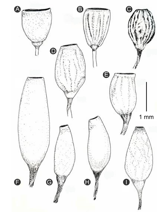 Capsule shape in Hedwigidium Bruch & Schimp. compared with variation in other genera of the Hedwigiaceae. A. Hedwigia ciliata (Hedw.) P. Beauv.; B. Hedwigidium imberbe (Sm.) Bruch and Schimp.; C. Braunia nephelogenes De Luna & W.R. Buck; D. Braunia subincana Broth.; E. Braunia exserta M&uuml;ll. Hal.; F. Braunia schimperi Bruch & Schimp.; G. Braunia plicata (Mitt.) A. Jaeger; H. Braunia alopecura (Brid.) Limpr.; I. Braunia secunda (Hook.) Bruch & Schimp.