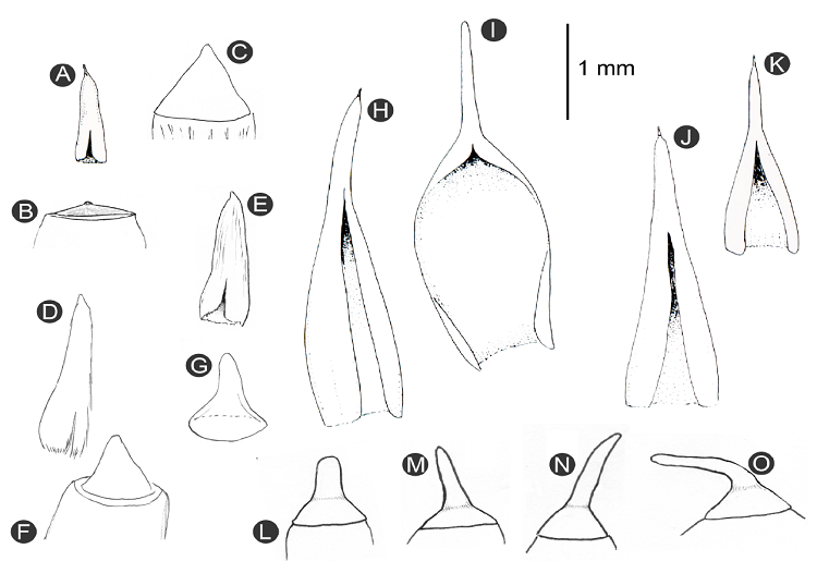 Calyptrae and operculum in Hedwigidium Bruch & Schimp. compared with variation in other genera of the Hedwigiaceae. A-B. Hedwigia cilata (Hedw.) P. Beauv.; C. Pseudobraunia californica (Lesquereux) Brotherus.; D-G. Hedwigidium imberbe (Sm.) Bruch and Schimp.; H. Braunia argentinica M&uuml;ll. Hal. I. Braunia rupestris (Mitt.) A. Jaeger; J. Braunia exserta M&uuml;ll. Hal.; K. Braunia cirrhifolia (Mitt.) A. Jaeger; L. Braunia alopecura (Brid.) Limpr.; M. Braunia schimperi Bruch & Schimp.; N. Braunia secunda (Hook.) Bruch & Schimp.; O. Braunia squarrulosa (Hampe) M&uuml;ll. Hal.