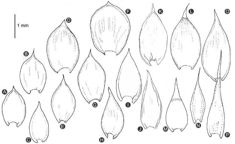Leaf shape in Hedwigidium Bruch & Schimp. compared with variation in other genera of the Hedwigiaceae. A. Braunia diaphana (M&uuml;ll. Hal.) A. Jaeger; B. B. subincana Broth.; C. Braunia alopecura (Brid.) Limpr.; D. Braunia camptoclada P. de la Varde & Th&eacute;r.; E. Braunia exserta M&uuml;ll. Hal.; F. Braunia schimperi Bruch & Schimp.; G. Braunia squarrulosa (Hampe) M&uuml;ll. Hal.; H. Braunia secunda (Hook.) Bruch & Schimp.; I-J. Hedwigidium imberbe (Sm.) Bruch and Schimp.; K. Braunia canescens Schimp. ex E. Britton; L. Braunia arbuscula (Welw. & Duby) A. Gepp.; M. Hedwigia ciliata (Hedw.) P. Beauv.; N. Braunia attenuata (Mitt.) A. Jaeger; O. B. cirrhifolia (Mitt.) A. Jaeger; P. Braunia nephelogenes De Luna & W.R. Buck.