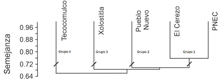 Dendrograma que muestra la semejanza en la composici&oacute;n de especies y la estructura del bosque de Abies religiosa (Kunth) Schltdl. & Cham. de los sitios de muestreo en el estado de Hidalgo, M&eacute;xico.