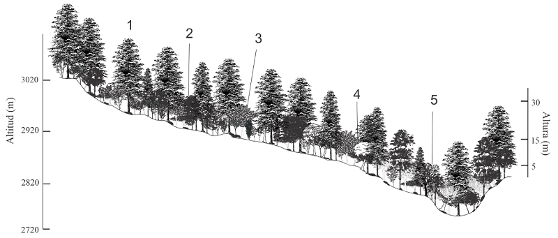 Diagrama de perfil semi-realista de las localidades PNEC y ejido El Cerezo (Grupo 1). 1. Abies religiosa (Kunth) Schltdl. & Cham.; 2. Juniperus monticola Mart&iacute;nez; 3. Prunus serotina Ehrh.; 4. Quercus rugosa N&eacute;e, 5. Alnus jorulensis Kunth.