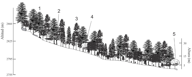 Perfil semi-realista del bosque del ejido Xolostitla (Grupo 3). 1. Abies religiosa (Kunth) Schltdl. & Cham.; 2. Prunus serotina Ehrh.; 3. Pinus teocote Schltdl. & Cham.; 4. Quercus rugosa N&eacute;e; 5. Quercus laurina Bonpl.