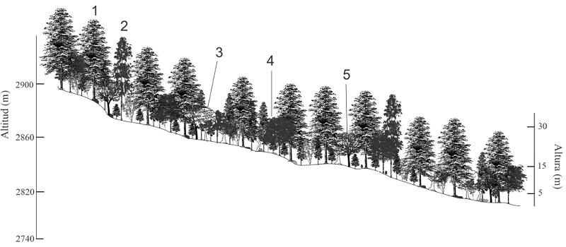 Perfil semi-realista del bosque de oyamel del ejido Tecocomulco (Grupo 4). 1. Abies religiosa (Kunth) Schltdl. & Cham.; 2. Pinus teocote Schltdl. & Cham.; 3. Quercus laurina Bonpl.; 4. Ribes ciliatum Humb. & Bonpl. ex Roem. & Schult.; 5. Arbutus xalapensis Kunth.