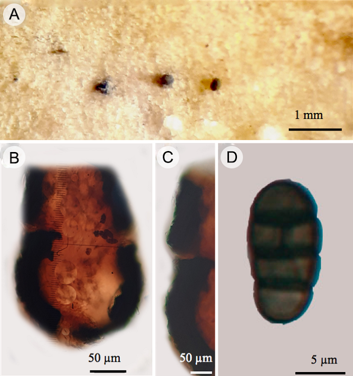 Pseudocamarosporium propinquum (Sacc.) Wijayaw., Camporesi & K.D. Hyde: A. picnidios sobre corteza de rama de R. mangle; B. picnidio; C. pared del picnidio; D. conidio.