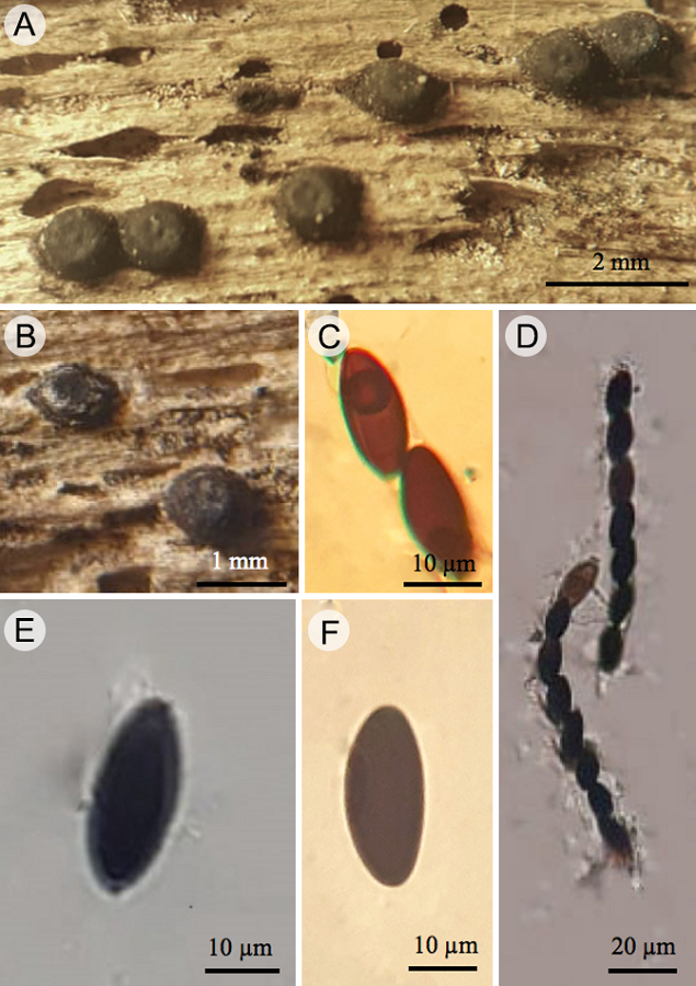 Halorosellinia oceanica (S. Schatz) Whalley, E.B.G. Jones, K.D. Hyde y Læssøe: A. y B. estromas sobre rama de R. mangle; C. poro apical del asca con reaccion amiloide al reactivo de Melzer (azul); D. ascas; E. y F. ascosporas.