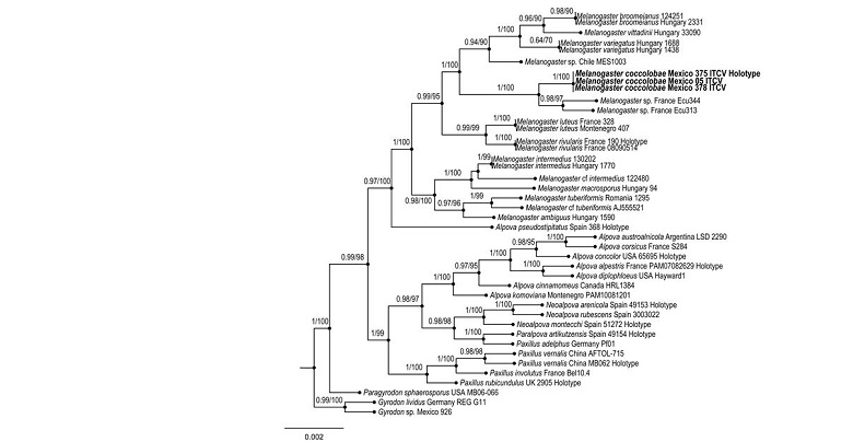 Bayesian inference phylogram of ITS sequences data. Posterior probability (left of slash) from Bayesian analysis and Bootstrap support (right of slash). The new species Melanogaster coccolobae de la Fuente, J. Garc&iacute;a & Guevara is shown in bold. Boldface names represent samples sequenced for this study. 