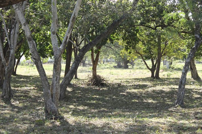 Type locality of Melanogaster coccolobae de la Fuente, J. Garc&iacute;a & Guevara, with Coccoloba spicata Lundell. 