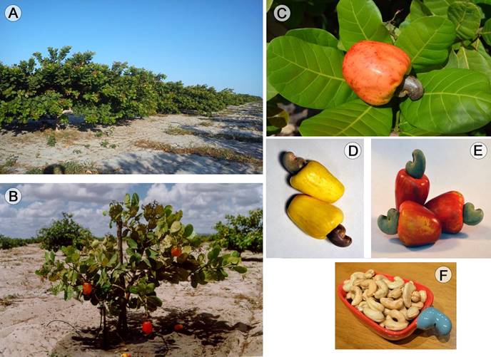 Morphological aspects from early dwarf cashew. A. early dwarf trees plantation; B. early dwarf cultivar BRS 189; C. fruit and pseudofruit of BRS 226; D. fruit and pseudofruit of EMBRAPA 50; E. fruit and pseudofruit of CCP 1001; F. cashew nuts. Sources: A. Luiz Augusto L. Serrano; B. Cl&aacute;udio Nor&otilde;es; C-F. Ana Elisa Sidrim.
