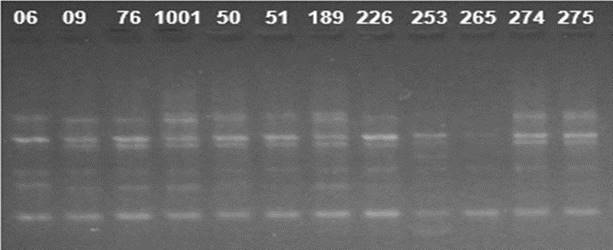 Amplification pattern of twelve cashew cultivars using the ISSR 04 primer. Numbers 06 to 275 correspond to the studied cultivars.