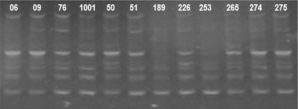 Amplification pattern of twelve cashew cultivars using the RAPD OPA 02 primer. Numbers 06 to 275 correspond to the studied cultivars.