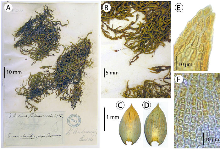 Lectotype of Braunia andrieuxii Lorentz. A. lectotype specimen at Hooker herbarium (BM), Andrieux 23, Herb. Hooker-BM000960769; B. detail of specimen showing elongate setae and elliptic capsules; C-D. vegetative leaves; E. leaf cells at the apex; F. upper leaf cells (A-F, from Andrieux 23, Herb. Hooker-BM).