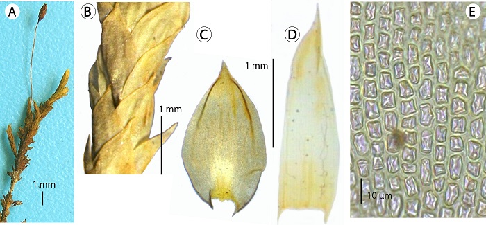 Morphological features of Braunia andrieuxii Lorentz in Mexico. A. branching system with a sporophyte; B. detail of a branch showing leaf stance; C. vegetative leaf; D. perichaetial leaf; E. upper leaf cells (A-E, from C&aacute;rdenas 348, MEXU, Mexico, Zacatecas).