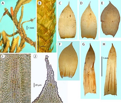 Morphological features of Braunia plicata (Mitt.) A. Jaeger in Mexico. A. branching system with a stoloniform branch and a sporophyte; B. detail of a branch showing leaf stance and leaf plications (A-B, from De Luna 2720, XAL, Mexico, Tlaxcala); C-F. vegetative leaves (C, from Pringle 10627, JE, Mexico, Hidalgo; D, from Pringle 10627, NY, Mexico, Hidalgo; E, from Sharp 433, MICH, Mexico, Tlaxcala; F, from Pringle 15171, NY, Mexico, Toluca); G-H. perichaetial leaves (G, from Pringle 15171, NY, Mexico, Toluca; H, from Pringle 10627, NY, Mexico, Hidalgo); I. upper leaf cells; J. leaf apex cells (I-J, from De Luna 2720, XAL, Mexico, Tlaxcala).