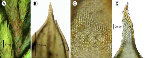 Morphological features of Braunia secunda (Hook.) Bruch & Schimp. in Mexico. A. detail of a branch showing leaf stance; B. upper half of vegetative leaf; C. upper leaf cells; D. leaf cells at the apex. (A-D, from De Luna 2643, XAL, Mexico, Tlaxcala).