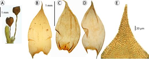 Morphological features of Braunia squarrulosa (Hampe) M&uuml;ll. Hal. in Mexico. A. branch with sporophytes (A, from Dieterle 3192, DUKE, Mexico, Guerrero); B-D. vegetative leaves; E. apical leaf cells (B-E, from Schlechtendahl s.n., Herb. Hampe-BM, 1846, lectotype).