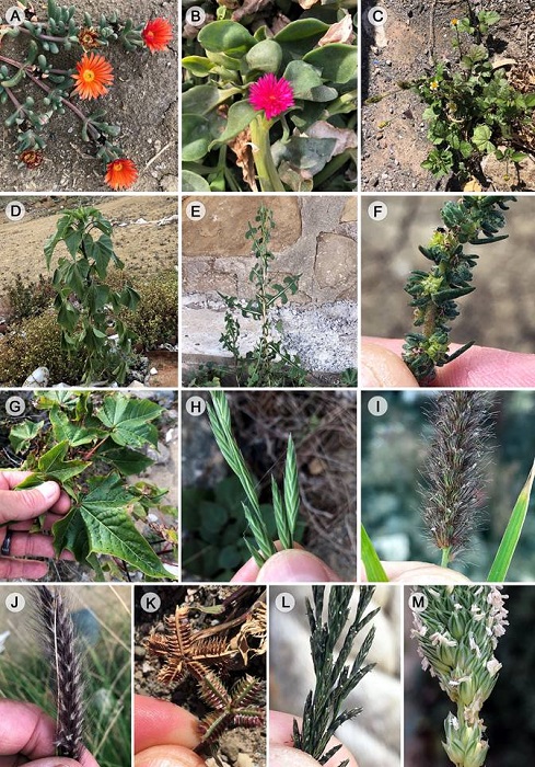 Photos of thirteen new weeds for Cedros Island, Baja California, Mexico. A. Malephora crocea (Jacq.) Schwantes (Aizoaceae); B. Mesembryanthemum cordifolium L.f. (Aizoaceae); C. Bidens pilosa L. (Asteraceae); D. Helianthus annuus L. (Asteraceae); E. Lactuca serriola L. (Asteraceae); F. Bassia hyssopifolia (Pall.) Kuntze (Chenopodiaceae); G. Gossypium hirsutum L. (Malvaceae); H. Bromus catharticus Vahl. (Poaceae); I. Cenchrus ciliaris L. (Poaceae); J. Cenchrus setaceus (Forssk.) Morrone (Poaceae); K. Dactyloctenium aegyptium (L.) Willd. (Poaceae); L. Diplachne fusca (L.) Roem. & Schult. var. uninervia (J. Presl) P.M. Peterson & N. Snow (Poaceae); M. Phalaris minor Retz. (Poaceae). Note that these field photos taken by J. Rebman and even more photos for each observation from the island can be viewed on iNaturalist (iNaturalist, 2019).