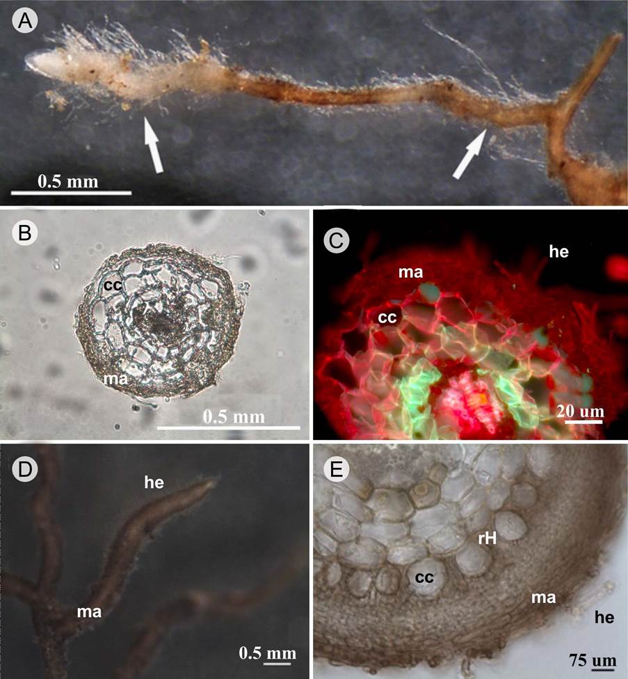 Morfotipos de las ectomicorrizas de diferentes especies vegetales del bosque tropical caducifolio de Jalisco y Oaxaca, M&eacute;xico. A. ectomicorriza de Coccoloba liebmannii Lindau donde se muestran con flechas las zonaciones del manto; B. corte transversal de ectomicorriza de Achatocarpus gracilis H. Walter, se aprecia el manto incipiente, c&eacute;lulas corticales de la ra&iacute;z y ausencia de red de Hartig; C. corte transversal de ectomicorriza de Lonchocarpus sp. en microscop&iacute;a de fluorescencia, se aprecia el manto conformado por varias capas de hifas, hifas emanentes y ausencia de red de Hartig; D. vista general de ectomicorriza de Guapira sp. donde se observa un manto evidente y opaco, as&iacute; como hifas emanentes cortas; E. corte transversal de ectomicorriza de Guapira sp., se observa un manto grueso, hifas emanentes y red de Hartig paraepidermal muy evidente. manto=ma, c&eacute;lulas corticales=cc, hifas emanentes=he, red de Hartig=rH.