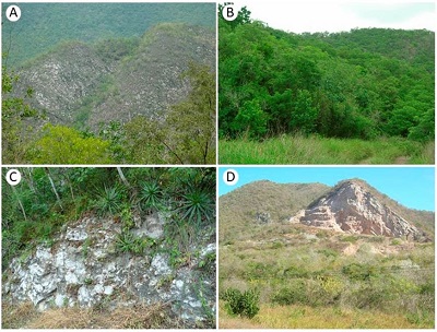 A. aspecto general del área de estudio; B. bosque tropical
caducifolio en época de lluvias; C. ladera que muestra el sustrato
calcáreo; D. banco de material para la elaboración de cal.
Fotografías de M. Harker.