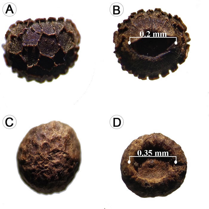 Morphology of Thunbergia alata Bojer ex Sims seeds: A-B. seeds extracted from the fruits; C-D. seeds collected in soil banks.