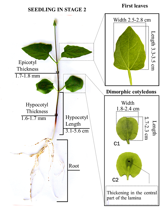 Characteristics of the Thunbergia alta Bojer ex Sims seedling and its measurements.