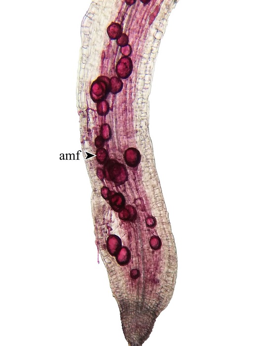 Root of Thunbergia alata Bojer ex Sims colonized by arbuscular mycorrhizal fungi (amf).
