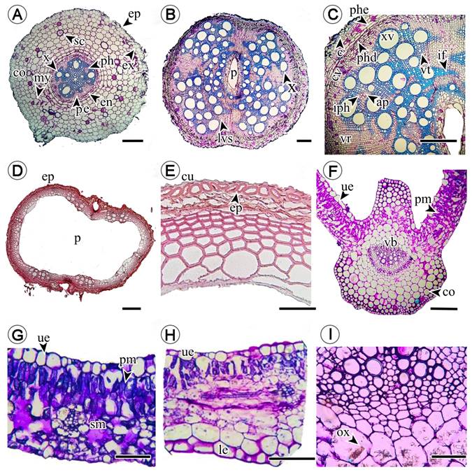 Cross section of Thunbergia alata Bojer ex Sims, root, stems and leaves. A. root, ep = epidermis, co = cortex, ex = exodermis, my = mycelia, x = xylem, pe=pericycle, en = endodermis, ph = phloem; B-C. stems, lvs = lianescent vascularization syndrome, p = pith, x = xylem, ap = axial parenchyma, c = cork, cv = vascular cambium, iph = interaxillary phloem, if = libriform fibers, phd = phelloderm, phe= phellogen, vr = vascular rays, vt = vasicentric tracheids, xv = xylem vessels; D-E. branches, ep = epidermis, cu = cuticle, p = pith; F, G, H, I. leaves, co = collenchyma, le = lower epidermis (abaxial), ox = calcium oxalate crystals, pm = palisade mesophyll, sm = spongy mesophyll, ue = superior epidermis (adaxial), vb = vascular bundle. Scale bar: A = 300 μm, B, D = 100 μm, C, E = 500, F = 100 μm, G-H = 500 μm.