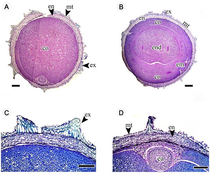 Longitudinal section of Thunbergia alata Bojer ex Sims seeds. A. longitudinal section showing the cotyledons; B. longitudinal section showing the endosperm; C. seed coat details; D. seed coat and embryo axis details, co = cotyledons, ea = embryo axis, en = endotestaend, = endosperm, em = embryo, ex = exotesta, mt = mesotesta. Scale bar: A = 100 μm, B-D = 500 μm.