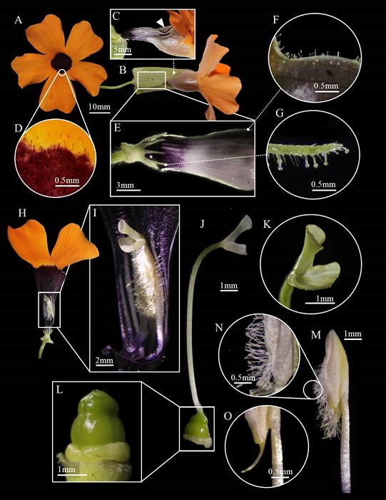 Floral morphology of Thunbergia alata Bojer ex Sims. A. frontal view of the corolla lobes; B. lateral view of the flower with the presence of floral bracts; C. approach to the external adaxial face of the corolla tube, the white triangle indicates two depressions on the mid-central region of the corolla; D. close-up in frontal view of the corolla lobes, the presence of glandular trichomes on the inner surface is highlighted; E. approach in lateral view to the base of the perianth, the floral bracts were dissected and removed; F. glandular trichomes on the outer surface of the corolla; G. filiform trichomes on the entire surface of the calyx and glandular trichomes on the outer surface of the lobes; H. section in transverse view of the corolla, internal reproductive structures are observed; I. approach to the internal face of the corolla, showing the position of the gynoecium and the androecium; J. lateral view of the gynoecium; K. approach to the stigma lobes, one elongated and folded inward and the other shorter and laterally extended; L. approach to the ovary; M. lateral view of one of the stamens; N. glandular trichomes on the dehiscence point of the anther; O. spur located at the base of the anther.