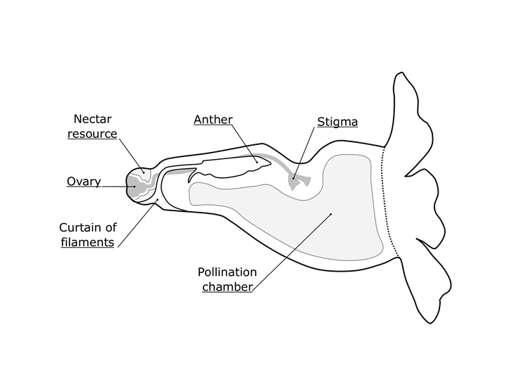 Diagram of the cross section of the flower highlighting structures involved in the pollination mechanism of Thunbergia alata Bojer ex Sims.