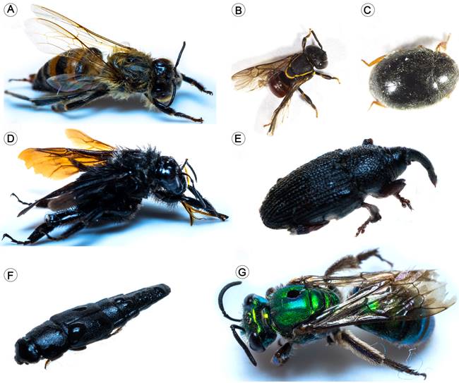 Floral visitors reported in the study: A. Apis mellifera L.; B. Paratrigona sp.; C. Endomychidae; D. Bombus atratus Friese; E. Sitophilus sp.; F. Conotelus sp.; G. Augochlora sp.