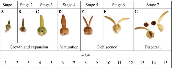 Developmental stages of the fruit of Thunbergia alata Bojer ex Sims, A-C. growth and expansion phase of the fruit, the ovary increases in size and the face elongates; D. fruit ripening phase, at this point the fruit undergoes physical and chemical changes that are evidenced in the coloration and the percentage of humidity; E-F. the fruit begins the dehiscence process by opening the valves that are separated by the apical region of the face; G. the fruit explodes and the seeds are dispersed, the lower scale in the figure shows the maturation time in days.