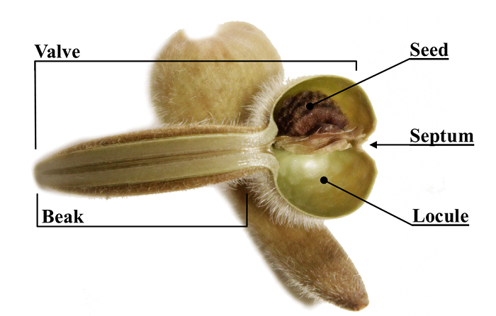Internal view of a Thunbergia alata Bojer ex Sims fruit. The valve is made up of the beak and the basal part of the carpel. The septum can be observed and a seed still attached to the fruit.
