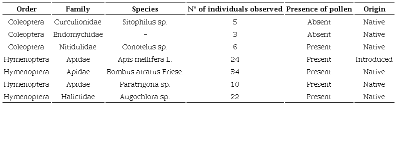 Insect species observed as floral visitors of Thunbergia alata Bojer ex Sims. The number of individuals of each species, observed throughout the sampling in Antioquia, Colombia, and presence or absence of pollen grains on the surface of the organism are included.