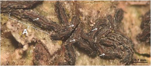 Lirelas (A) de Glyphis substriatula (Nyl.) Staiger, con abundante pruina parda en la abertura de los labios (flechas).