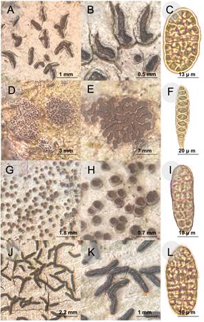 Especies del género Glyphis Ach. de la zona tropical del gradiente altitudinal de Cofre de Perote, Veracruz, México. A-C Glyphis atrofusca(Müll. Arg.) Lücking; D-F Glyphis cicatricosa Ach.; G-I Glyphis scyphulifera (Ach.) Staiger; J-L Glyphis substriatula (Nyl.) Staiger.