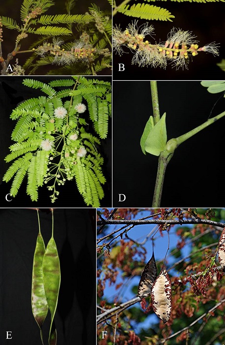 General morphology of Lysiloma Benth. A. leaves, and inflorescences of Lysiloma acapulcense (Kunth) Benth.; B. inflorescence of L. acapulcense; C. leave and stipule of Lysiloma latisiliquum (L.) Benth.; D. inflorescence of Lysiloma latisiliquum; E. young and old fruits of L. latisiliquum; F. fruit of Lysiloma sabicu Benth. Pictures A, B: Claudia Ram&iacute;rez; C, D, E: Rodrigo Duno de Stefano; F: Susan Ford Collins.